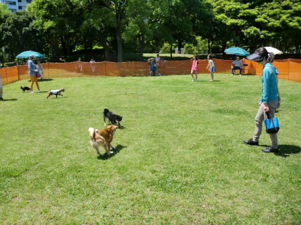 dogrun