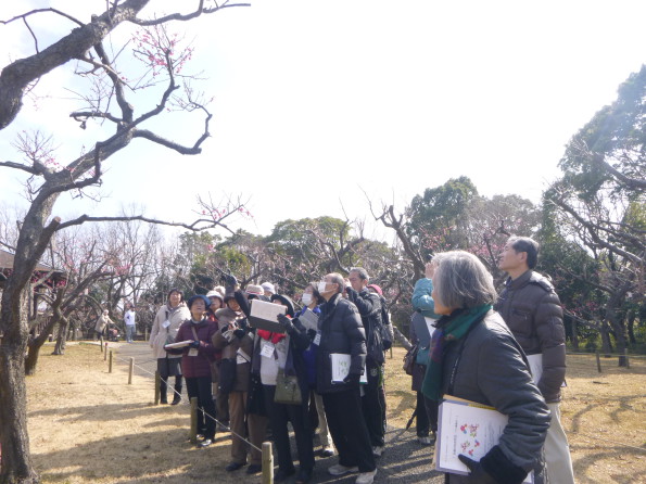 ume